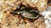 Chlaenius spoliatus